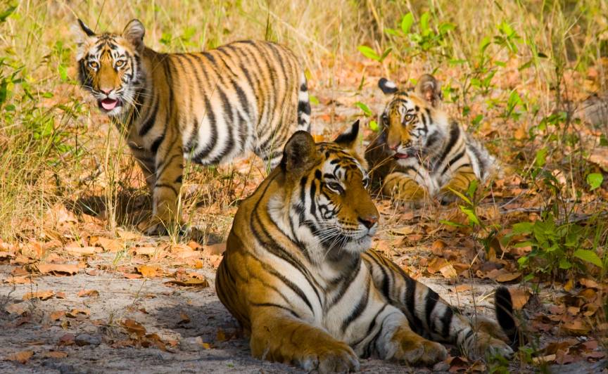 Ranthambore National Park, India IMG
